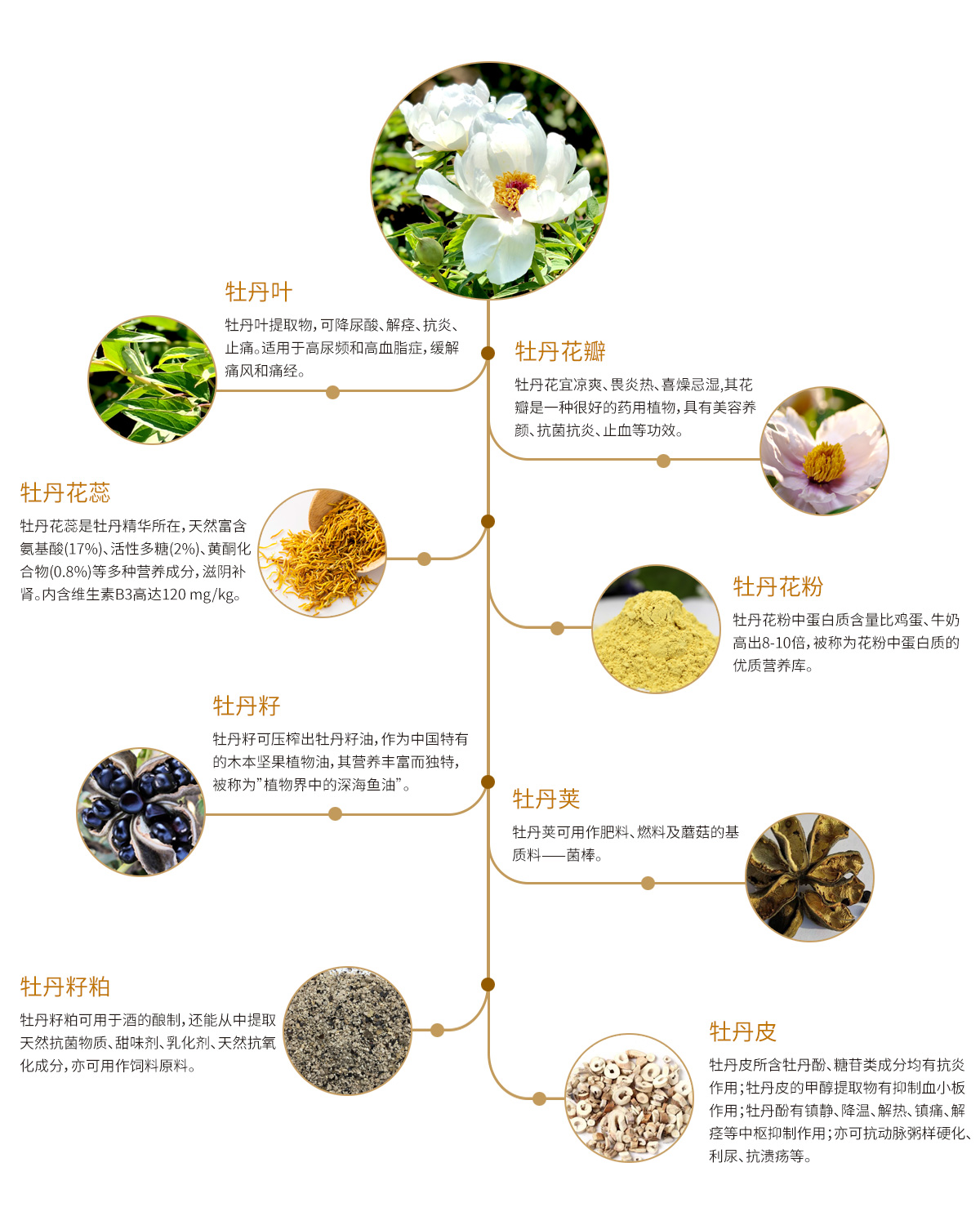 山茱萸-药用植物花谱-图片